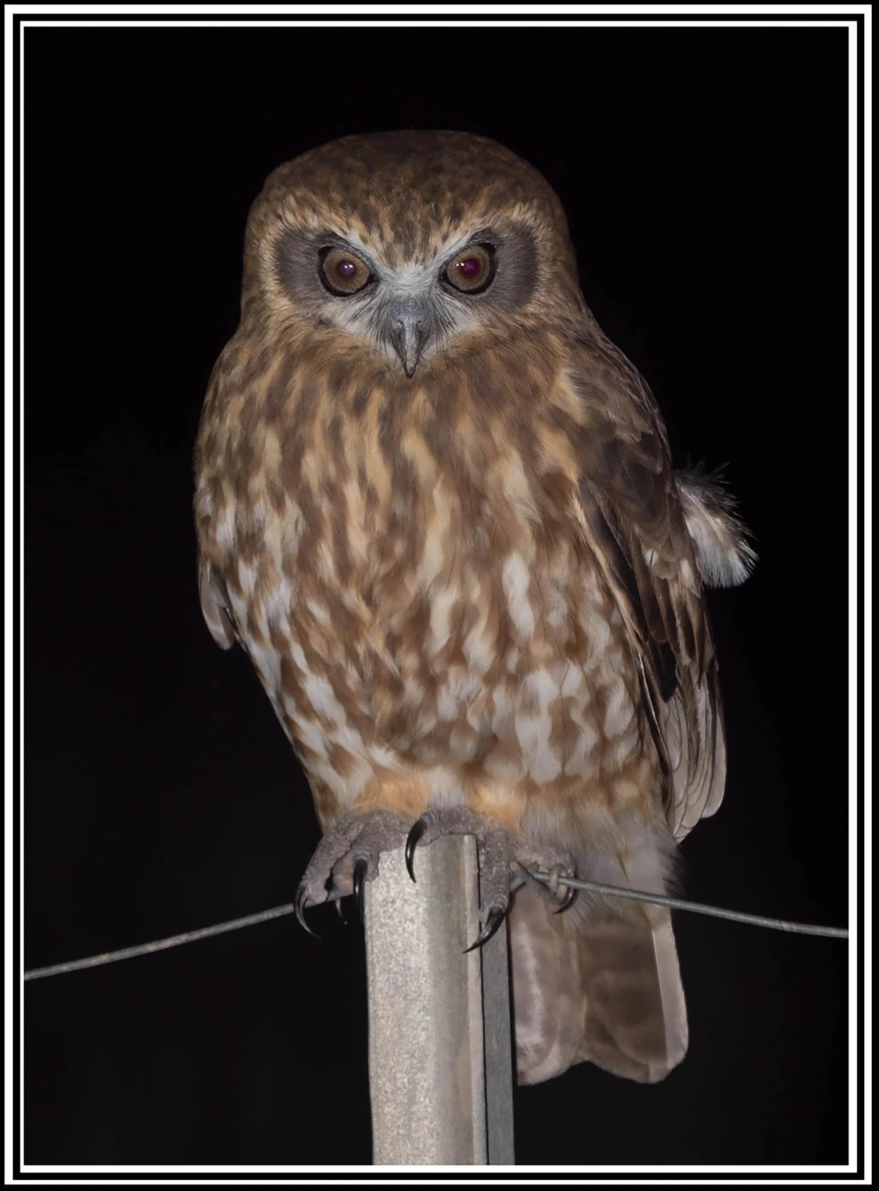 Southern Boobook 55886.jpg