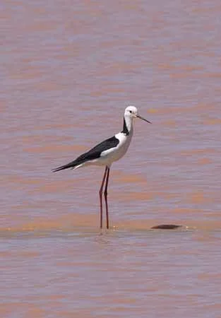 Black Winged Stilt.jpg