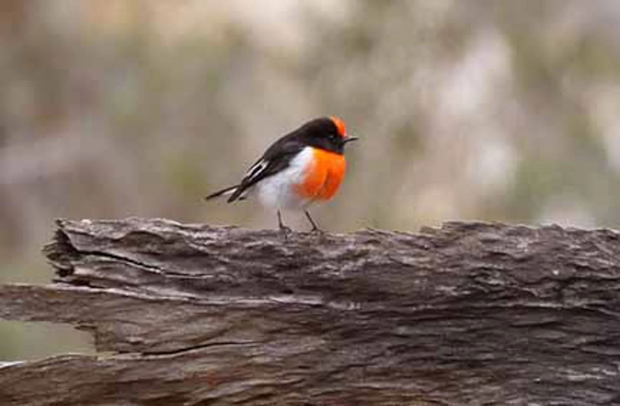 Flame Robin 2.jpg