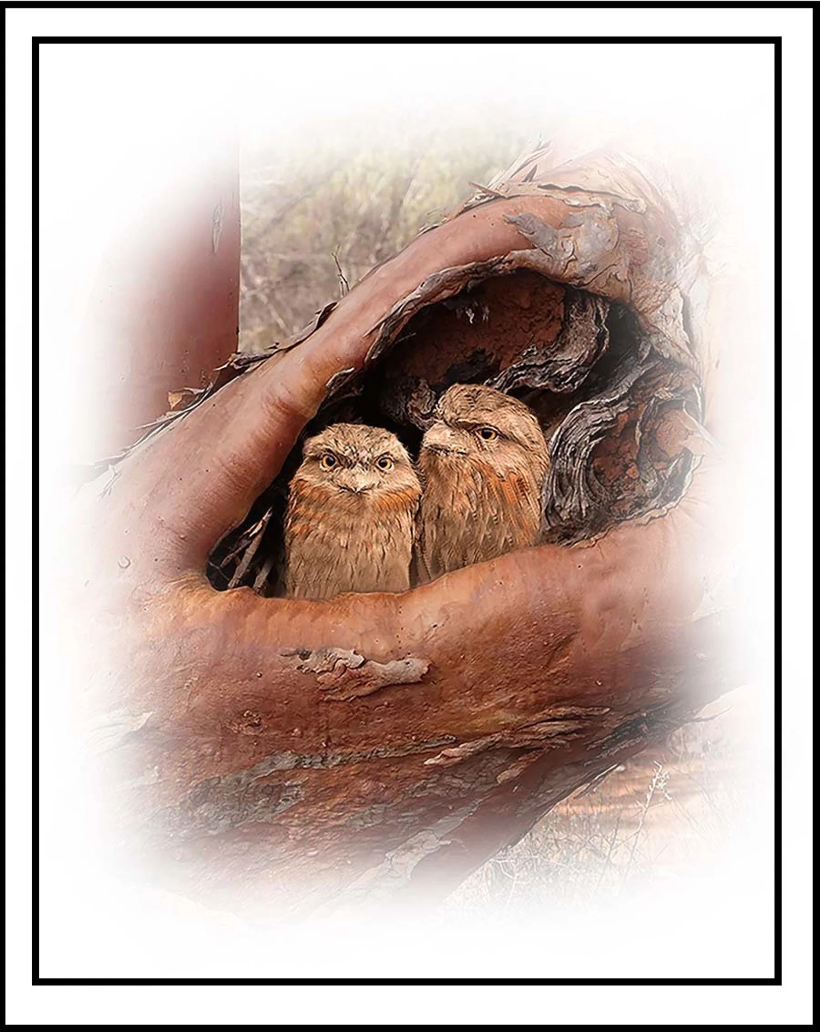 Tawny Frogmouth  11977 framed.jpg