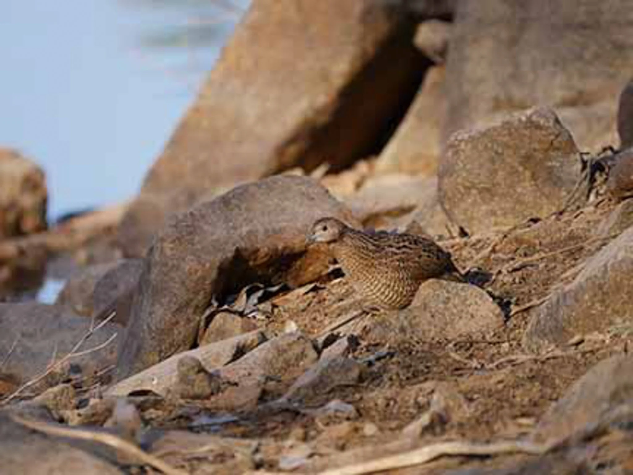 Brown Quail 1.jpg