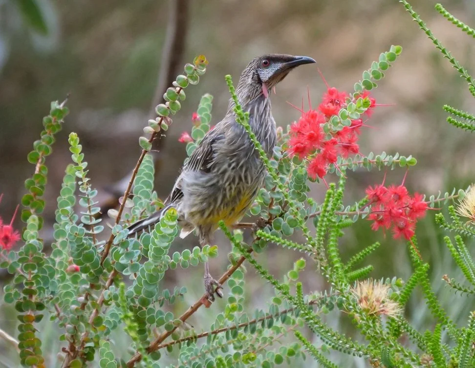 Red Wattlebird 5354.jpg