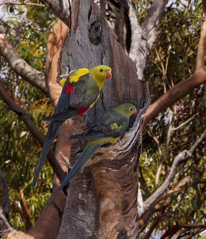 Regent Parrots 22689.jpg