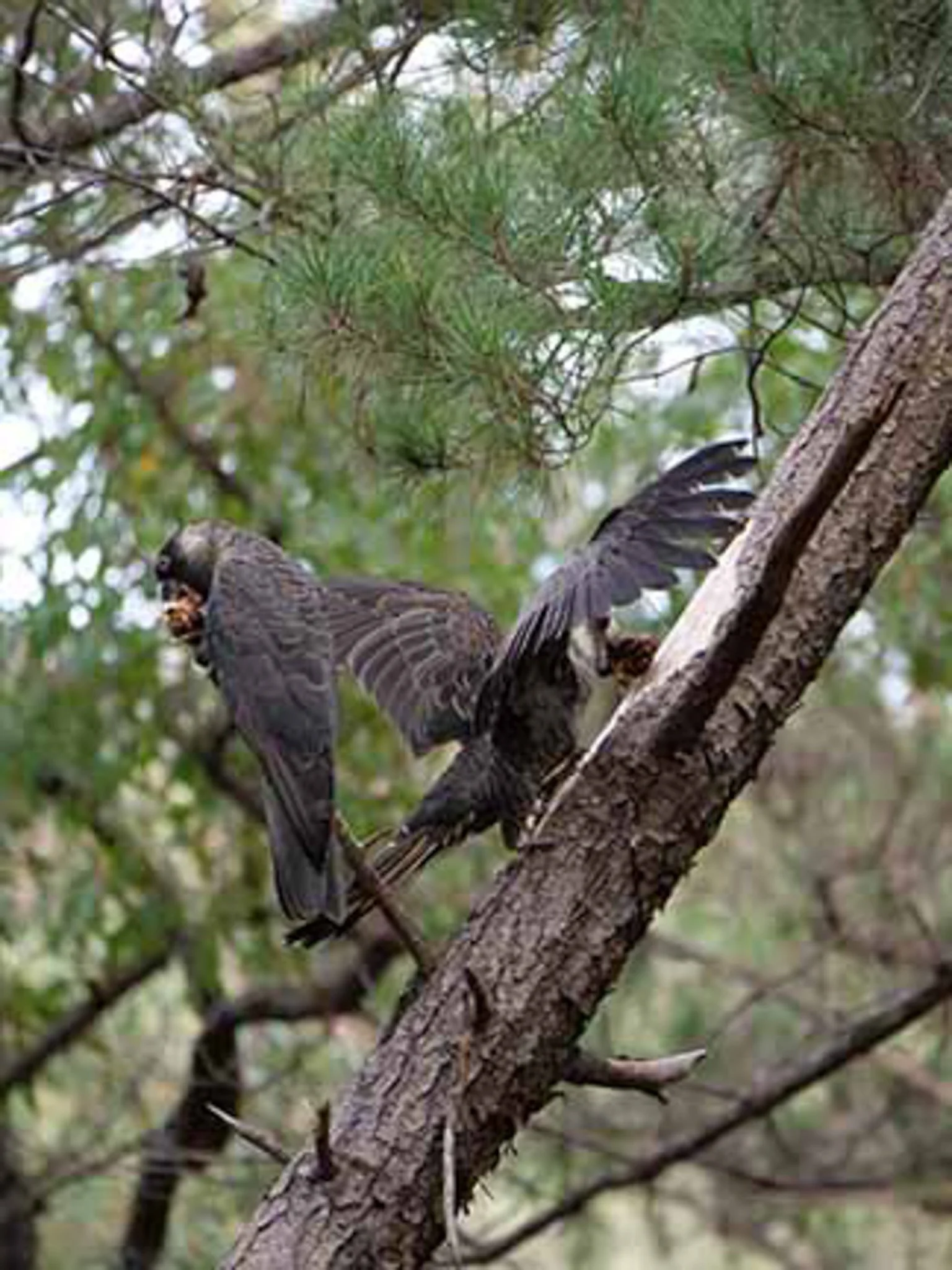 WTBlack Cockatoo 59.jpg