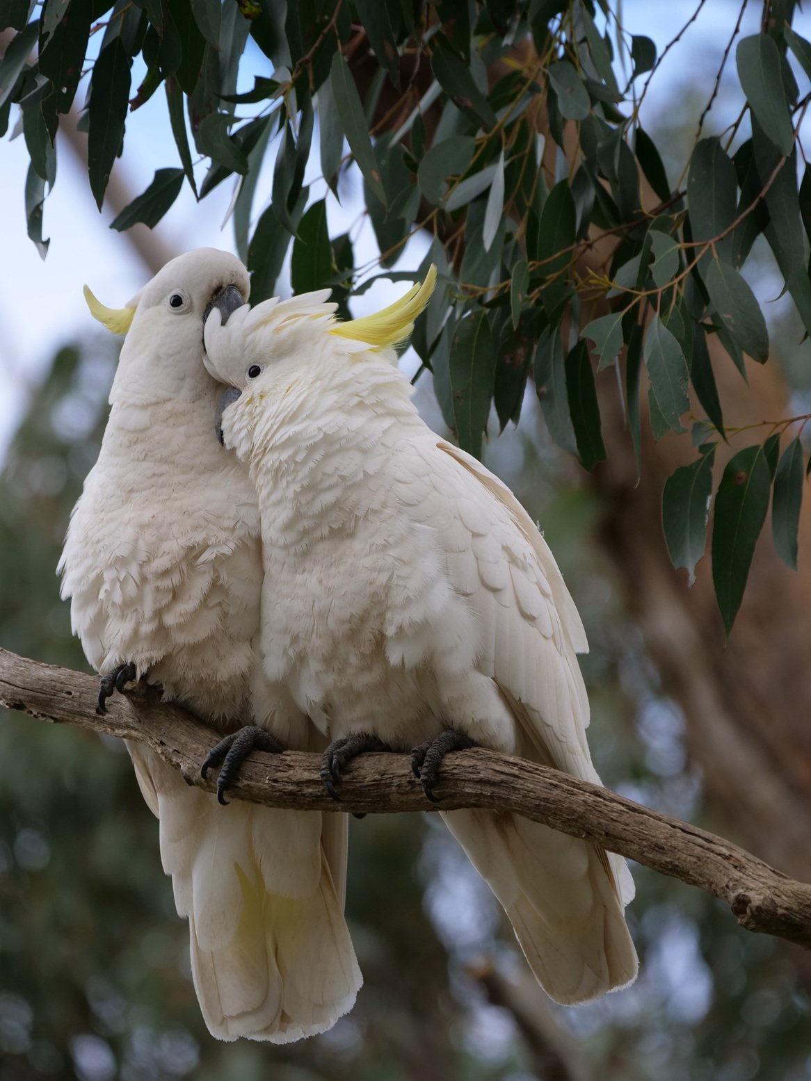 Sulpha Crested Cockatoo 66507.JPG