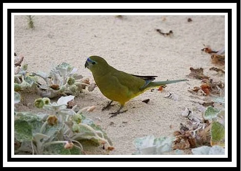 rock parrot 18 framed.jpg