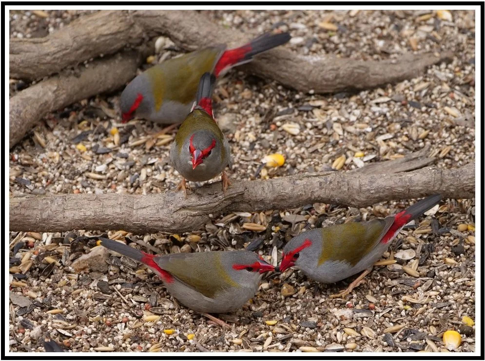 Red Browed 66417.jpg