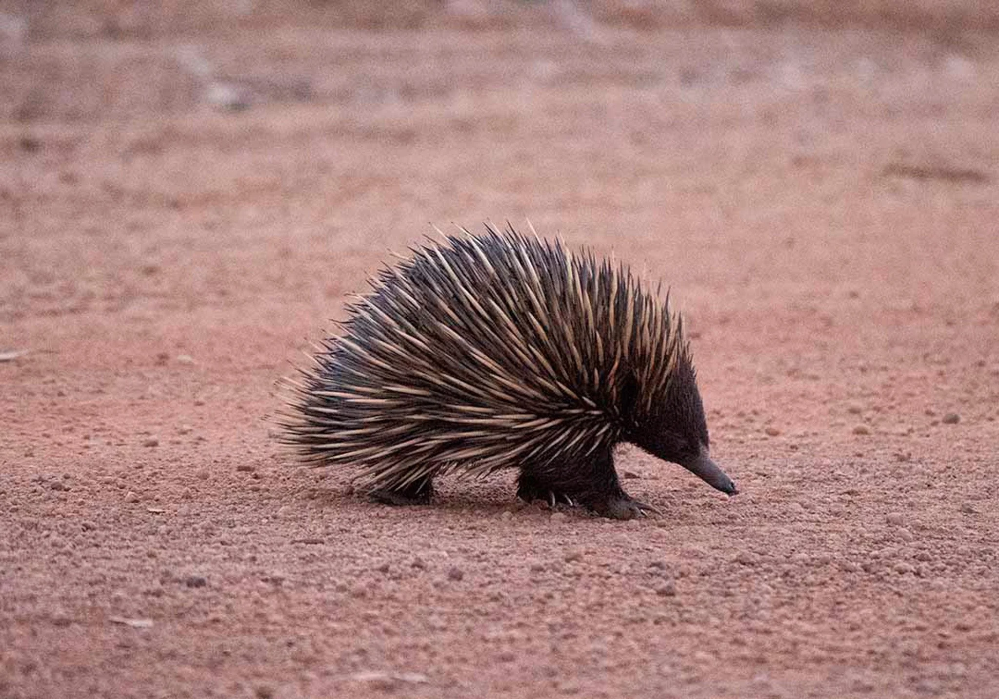 Baby Echidna 11678.jpg