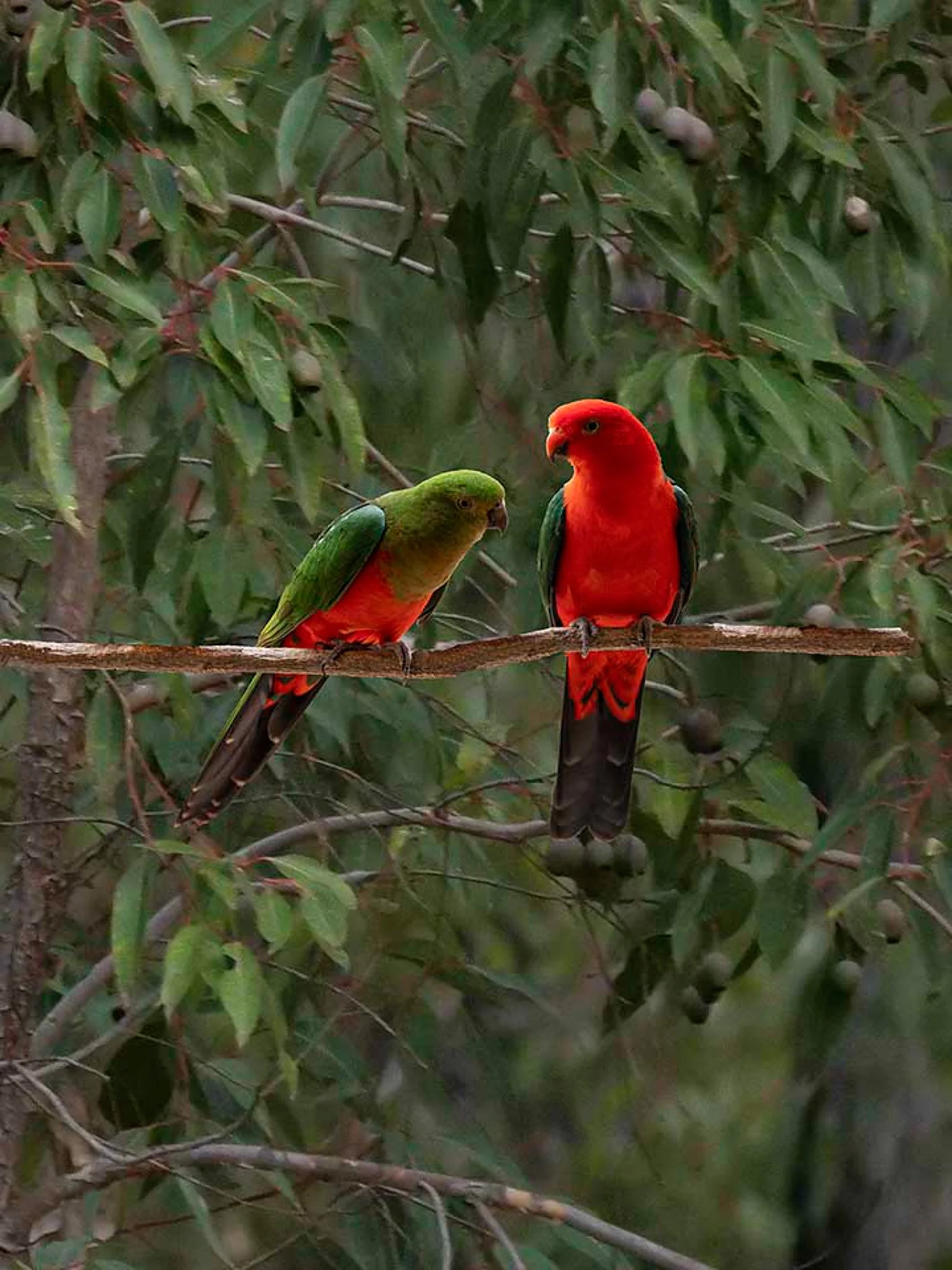 King Parrot 33065 .jpg