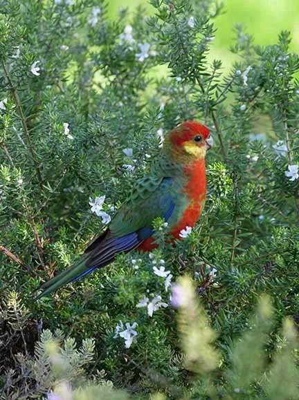 Western Rosella 830.JPG