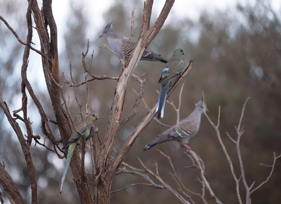 Mulga Parrots 4812.jpg