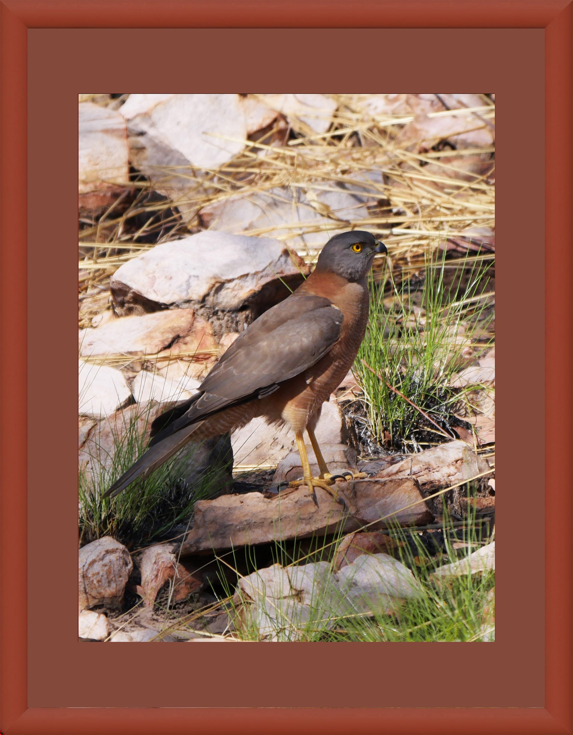 Brown Goshawk 60241 frame copy.jpg