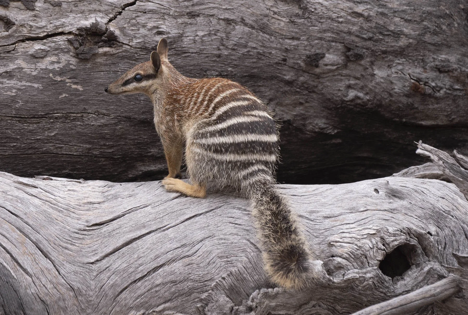 Numbat 55638.jpg