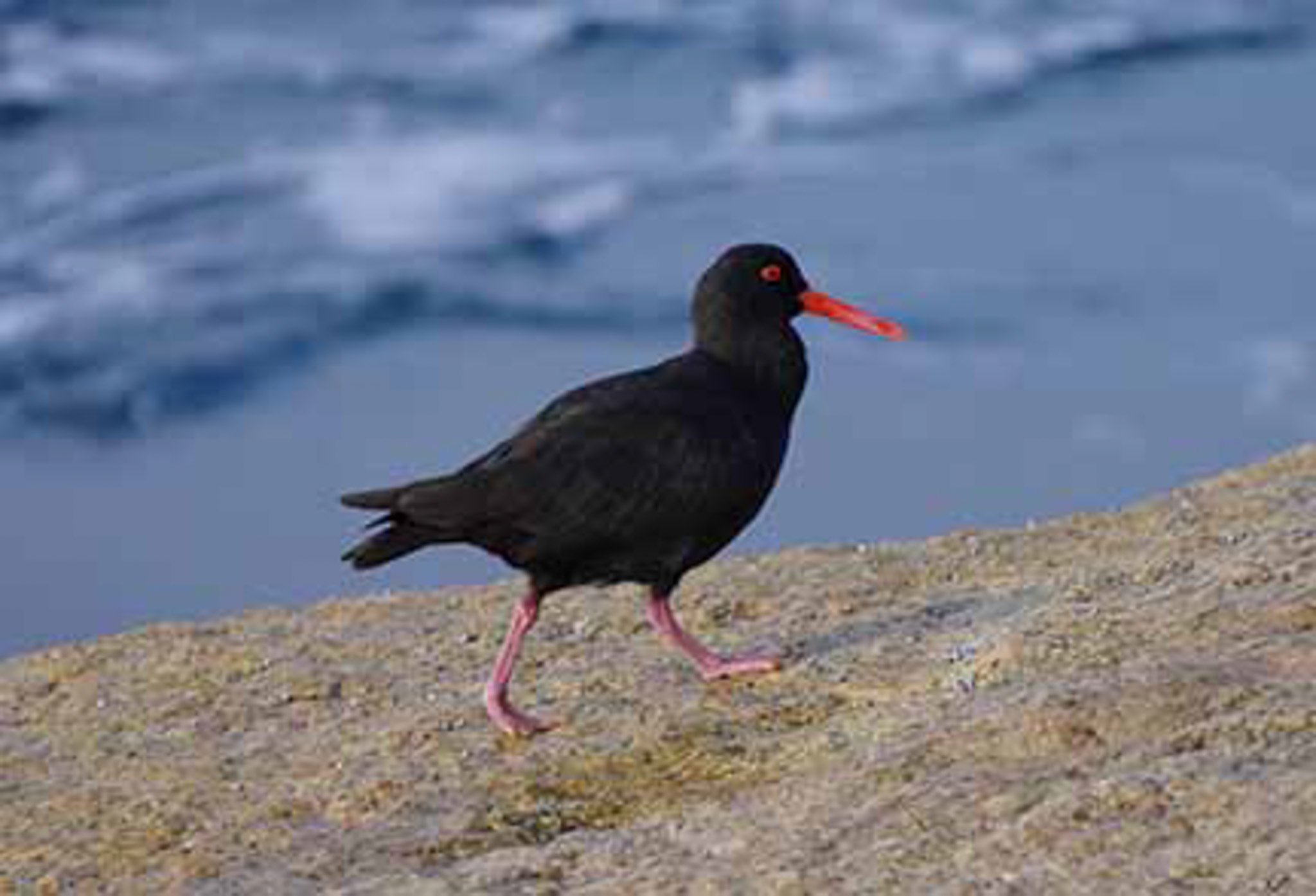 Sooty Oyster Catcher 4.jpg
