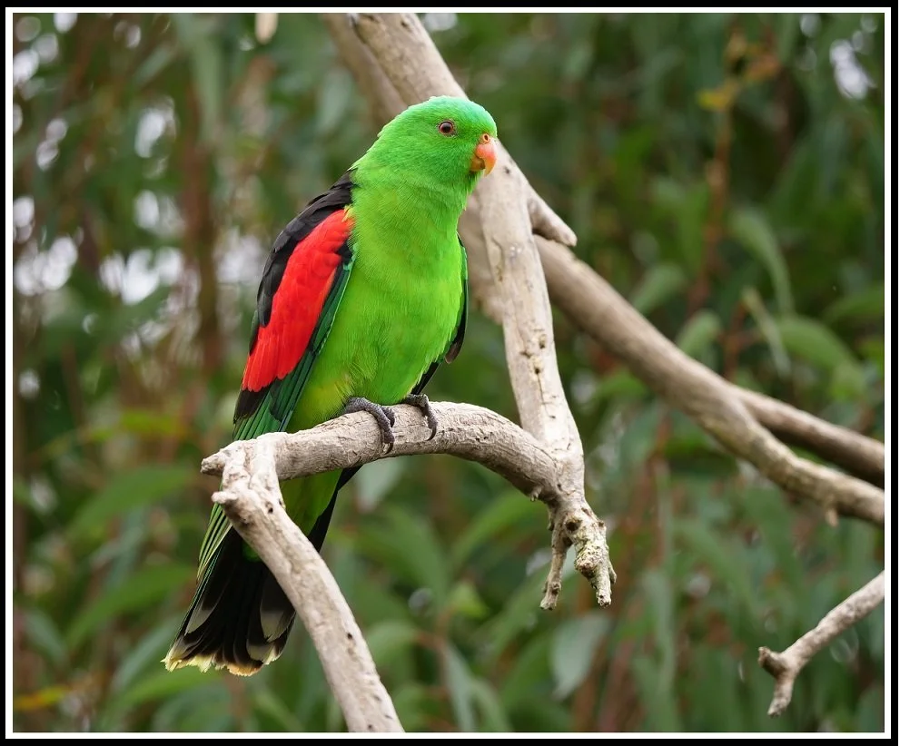 redwinged 66456 framed.jpg
