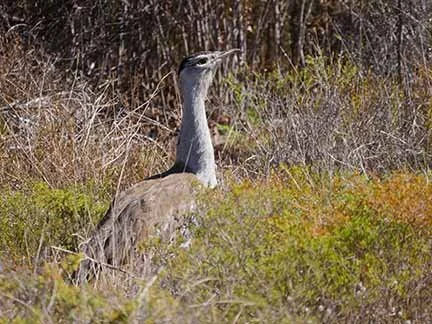 Australian Bustard 1.JPG
