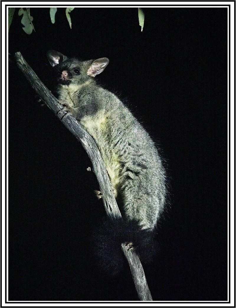 Brush Tailed Possum 11852 framed.jpg