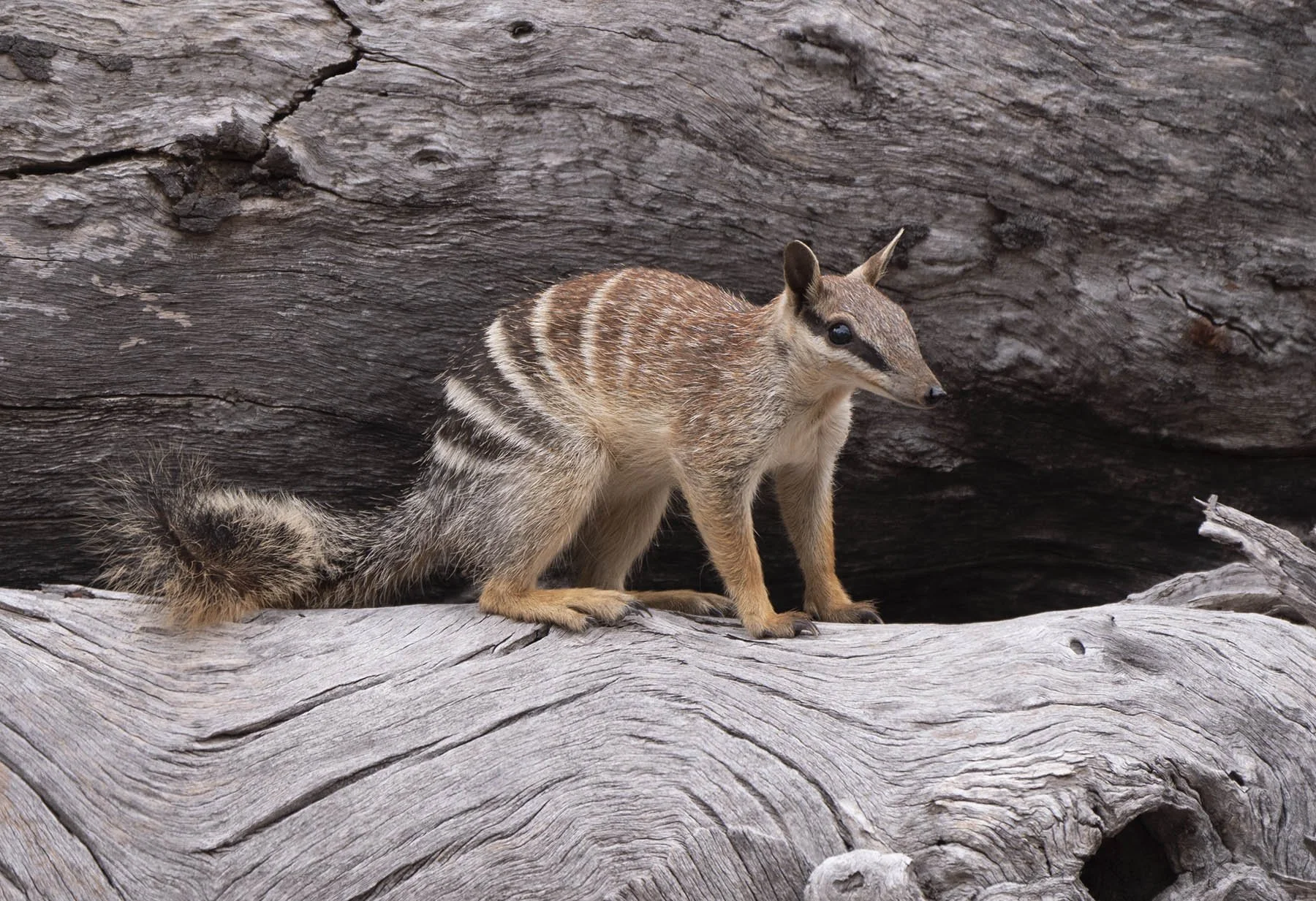 Numbat 55641.jpg