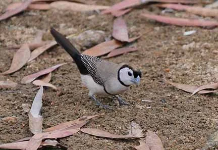 Double Bar Finch 1.jpg