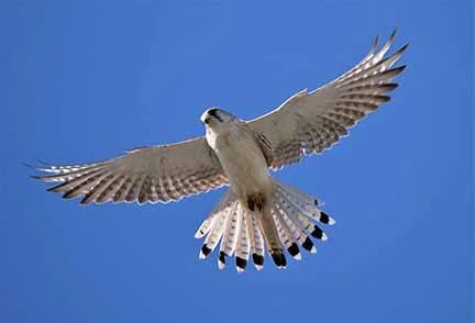 Nankeen Kestrel 1.jpg