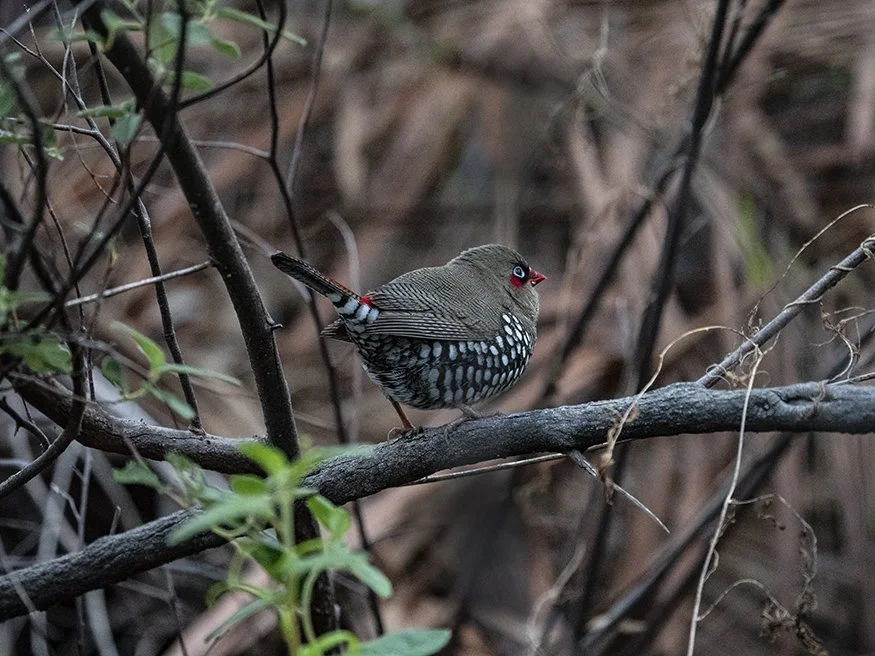 Red Eared Firetail Finch 44299.jpg