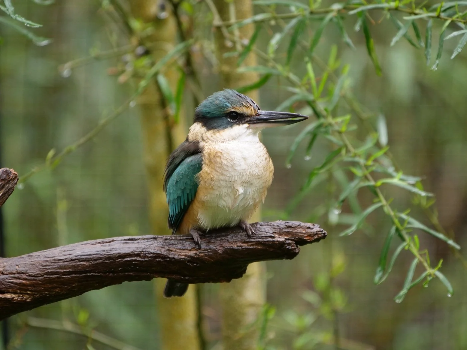 Sacred Kingfisher 66273.JPG