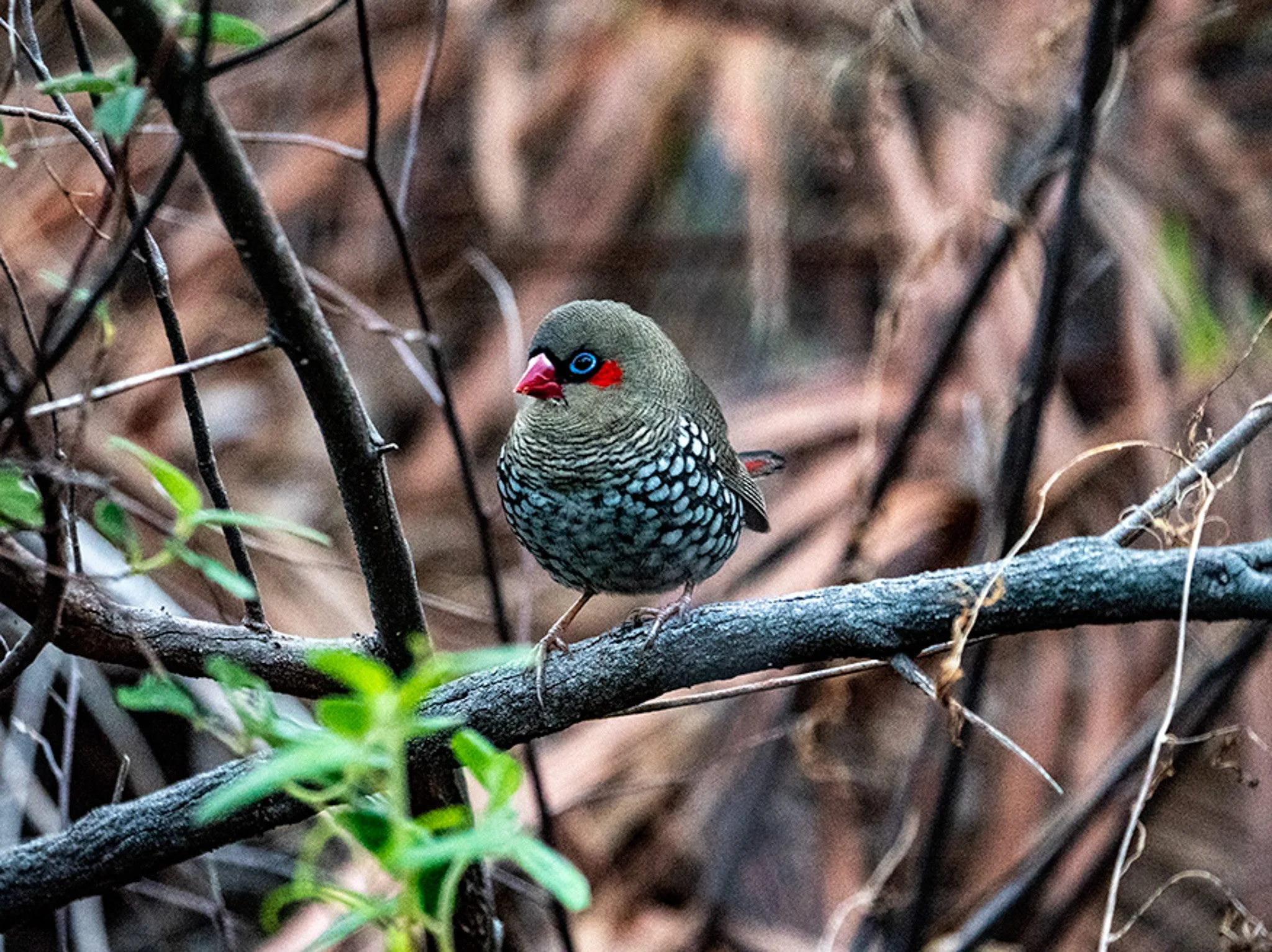 Red Eared Firetail Finch 44294.jpg