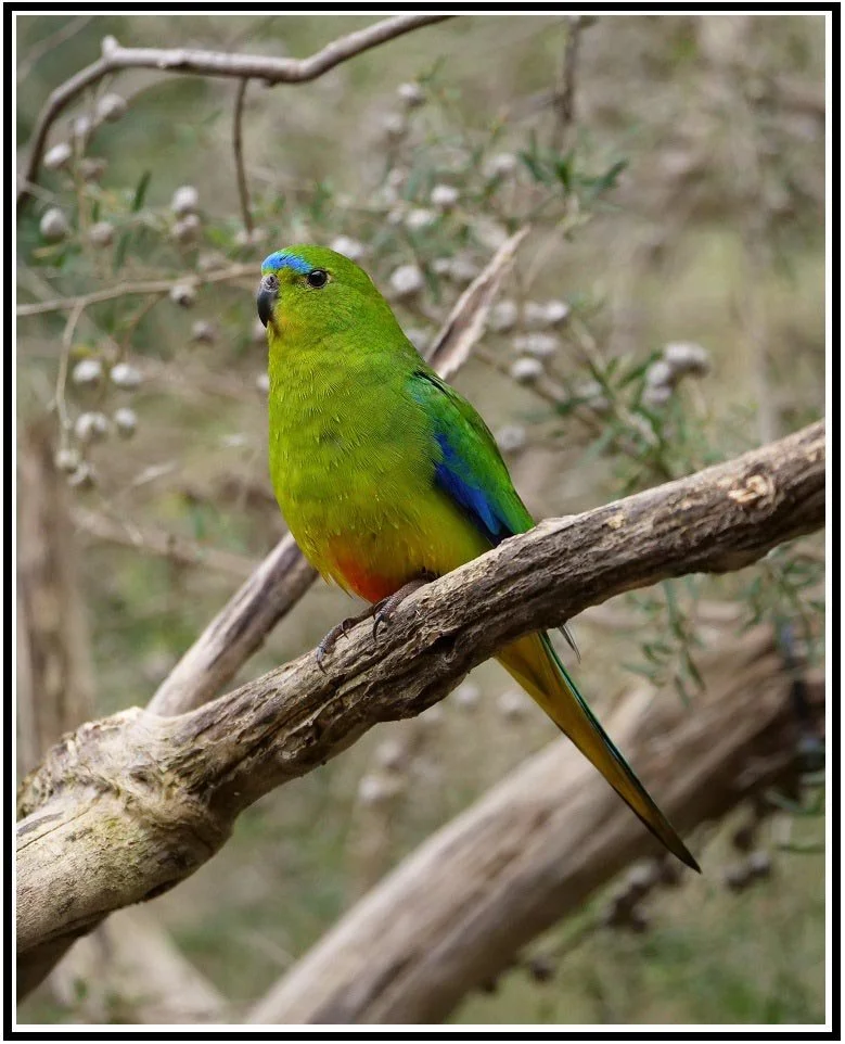 OBP 5963 FRAMED.jpg