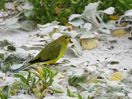 Elegant Parrot 1.jpg