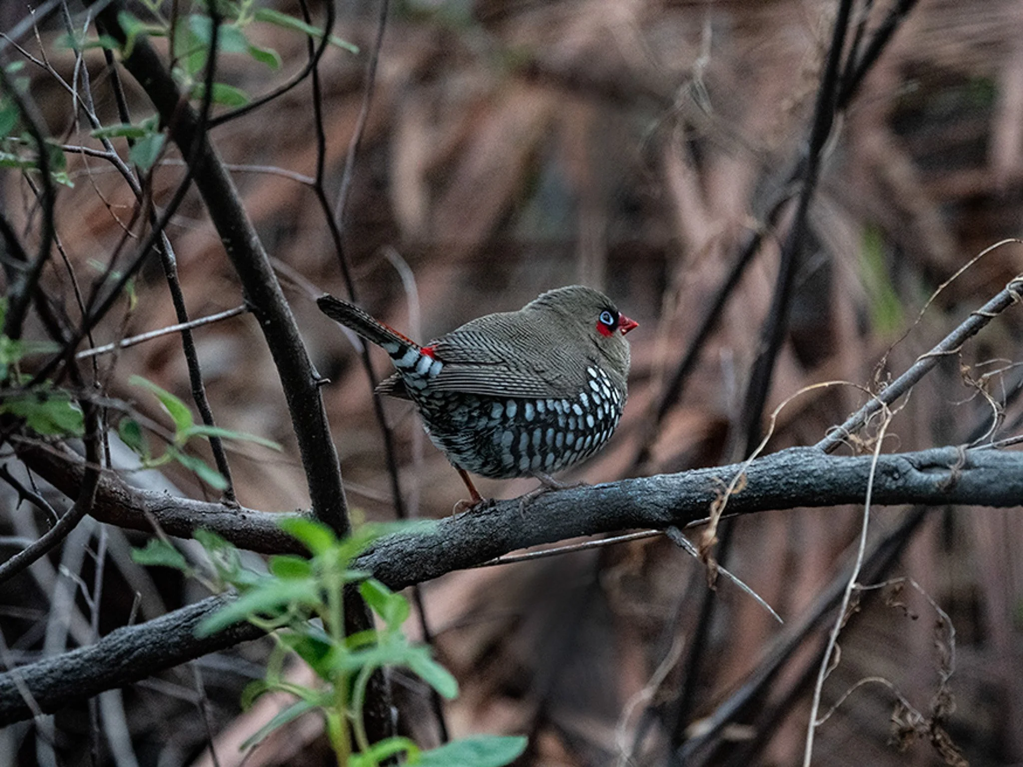 Red Eared Firetail Finch 44299.jpg