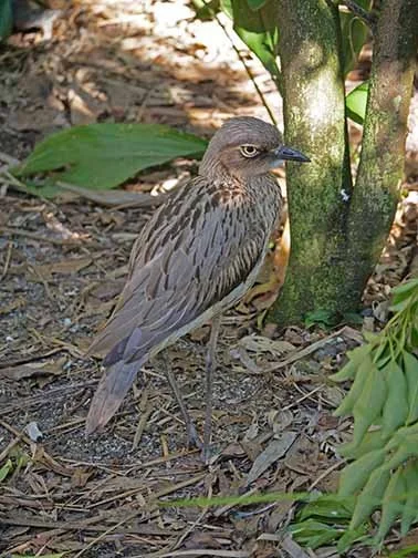 Bush stone Curlew 1.jpg