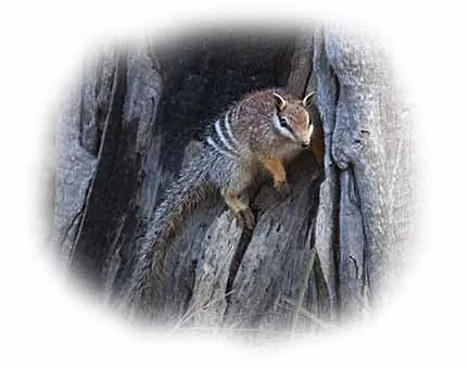 Numbat 501 fade.jpg