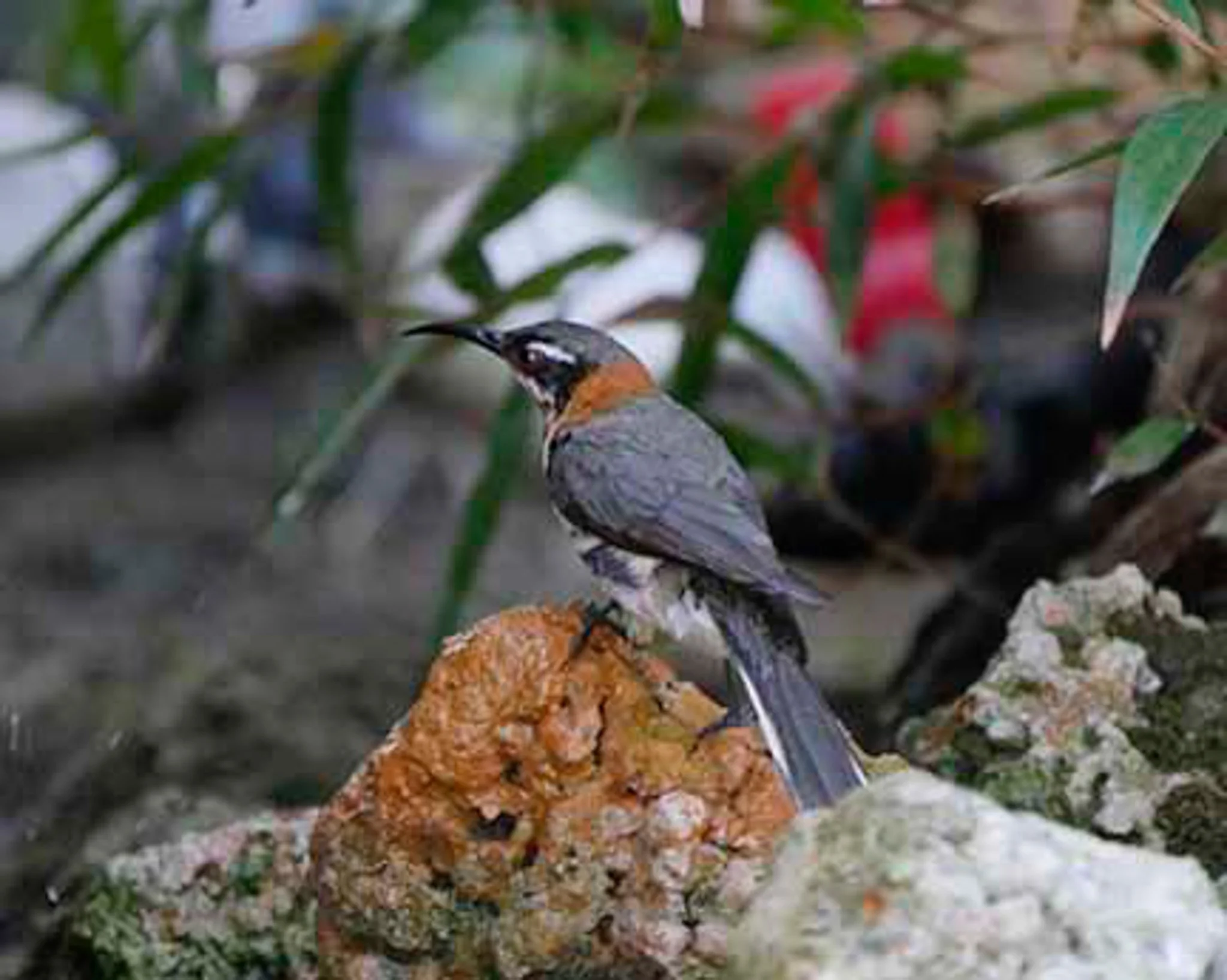 Western Spinebill 1.jpg