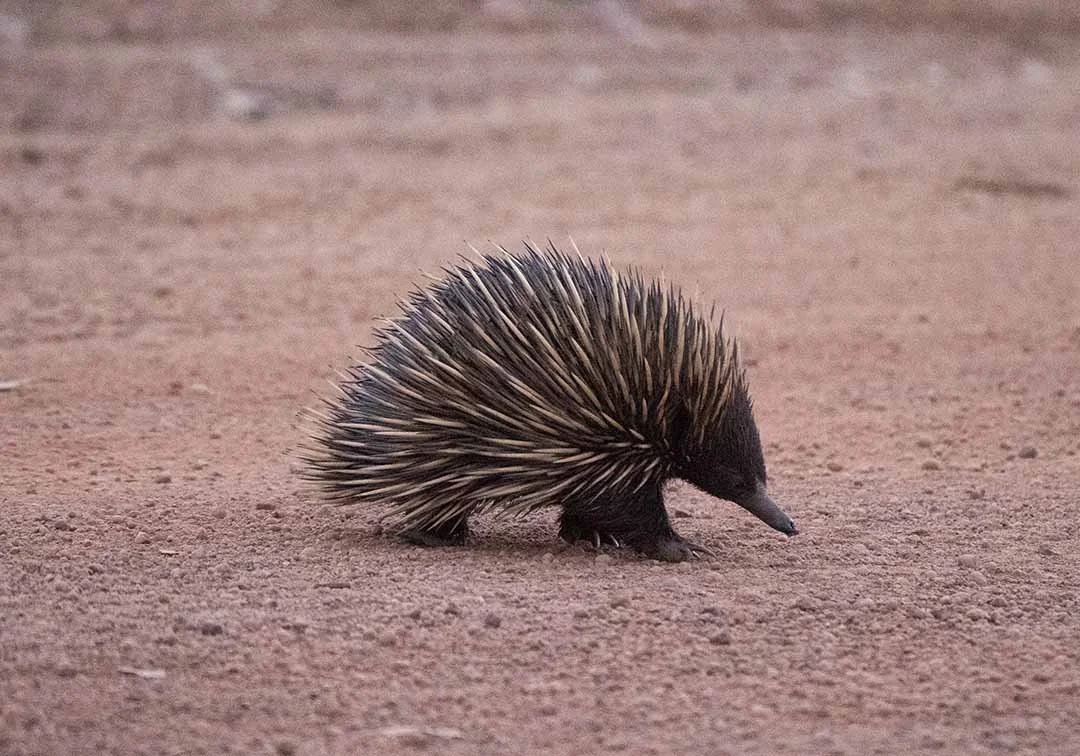 Baby Echidna 11678.jpg