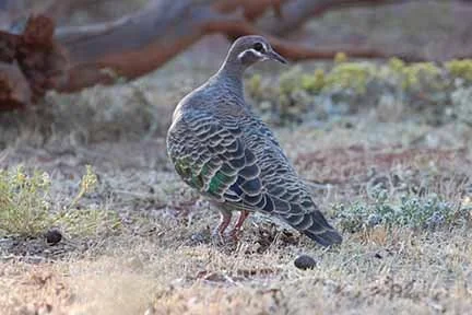 Bronze Wing Pigeon 1.JPG