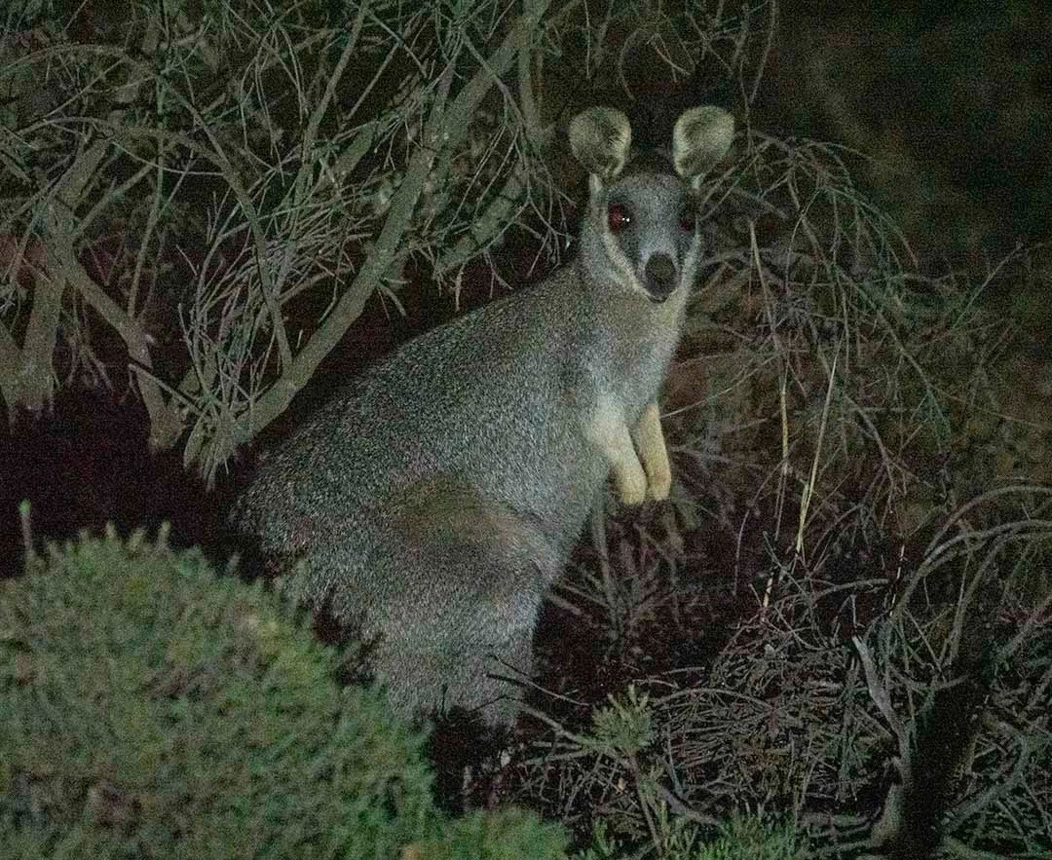 Western Brush Wallaby 11703.jpg