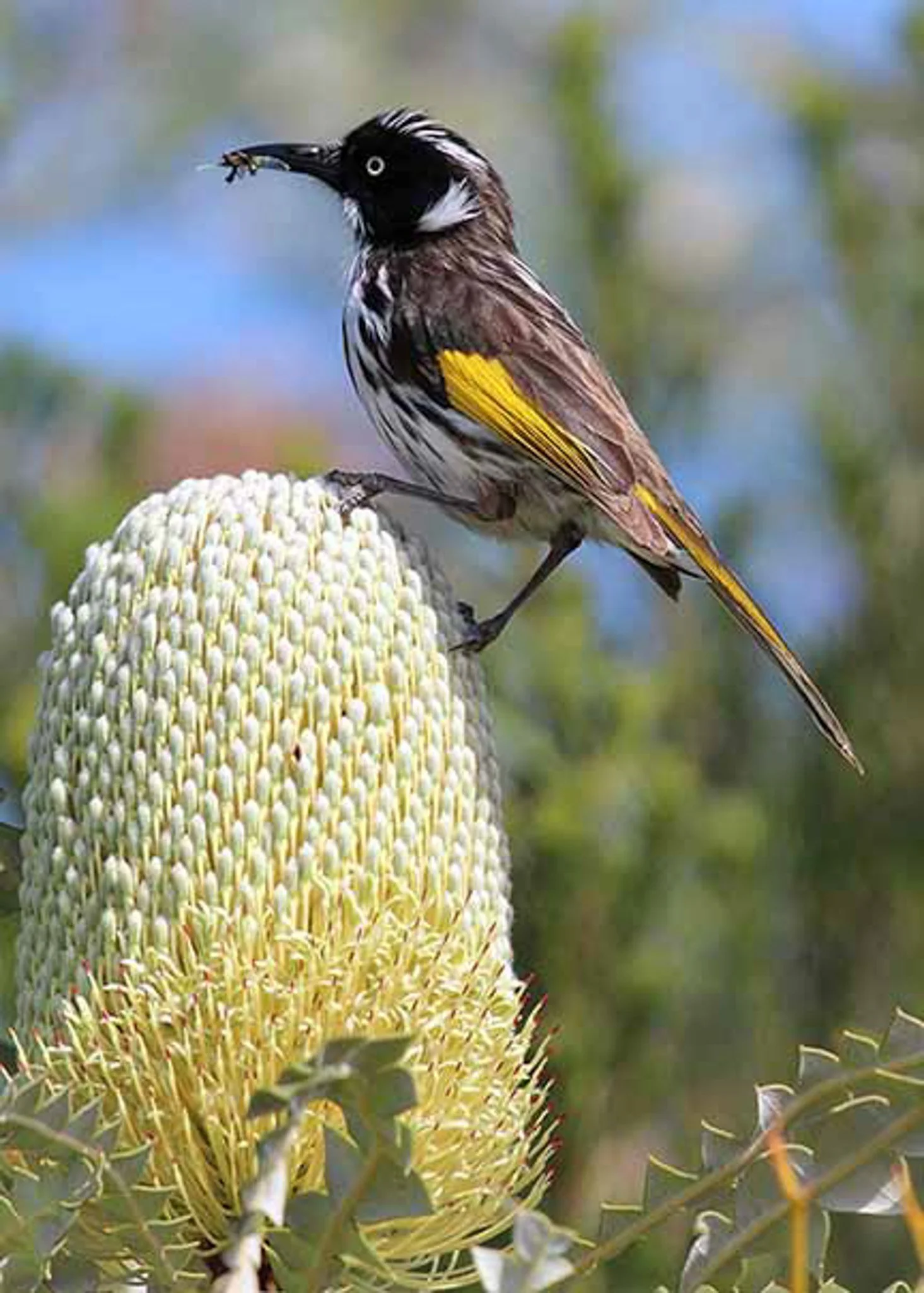 New Holland Honeyeater 2.jpg