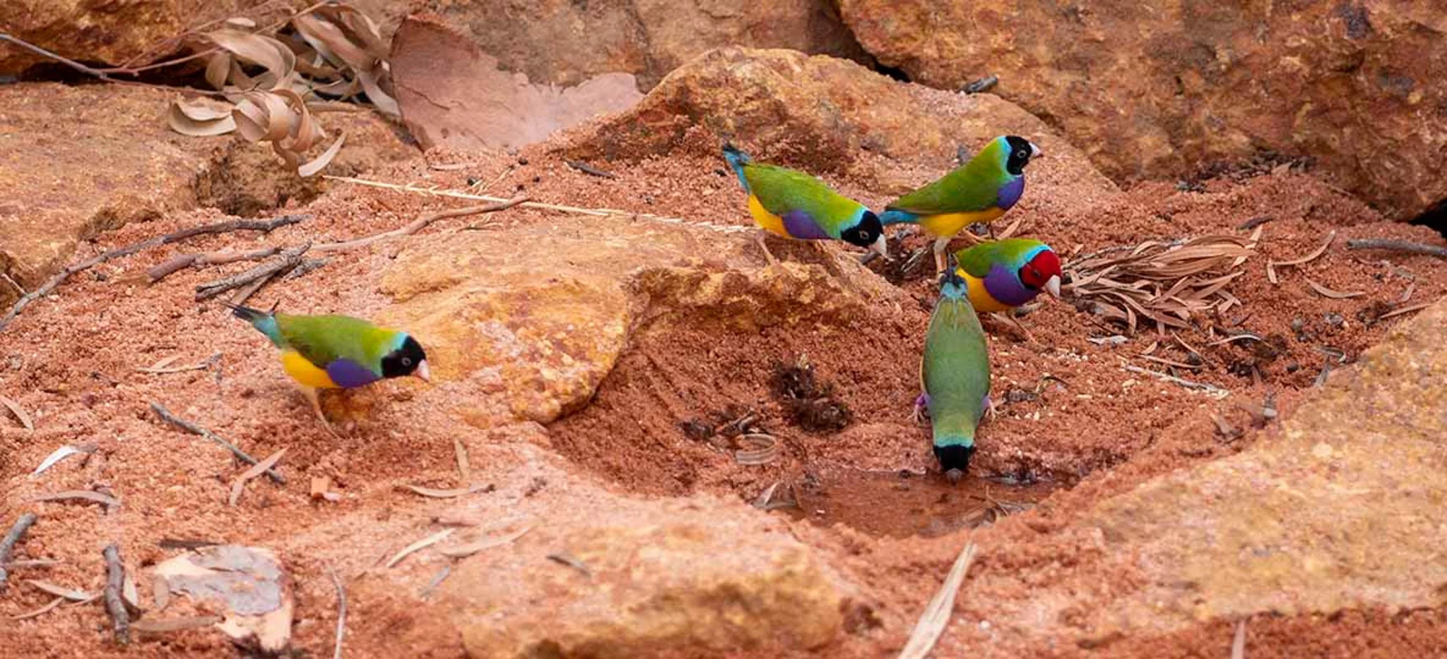 Gouldian Finches 22470.jpg