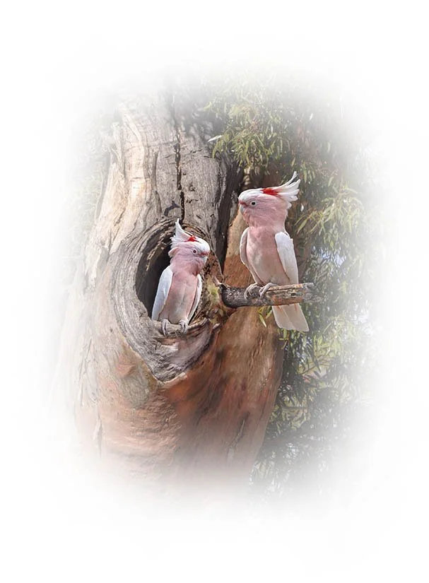Major Mitchell`s Cockatoo fade.jpg