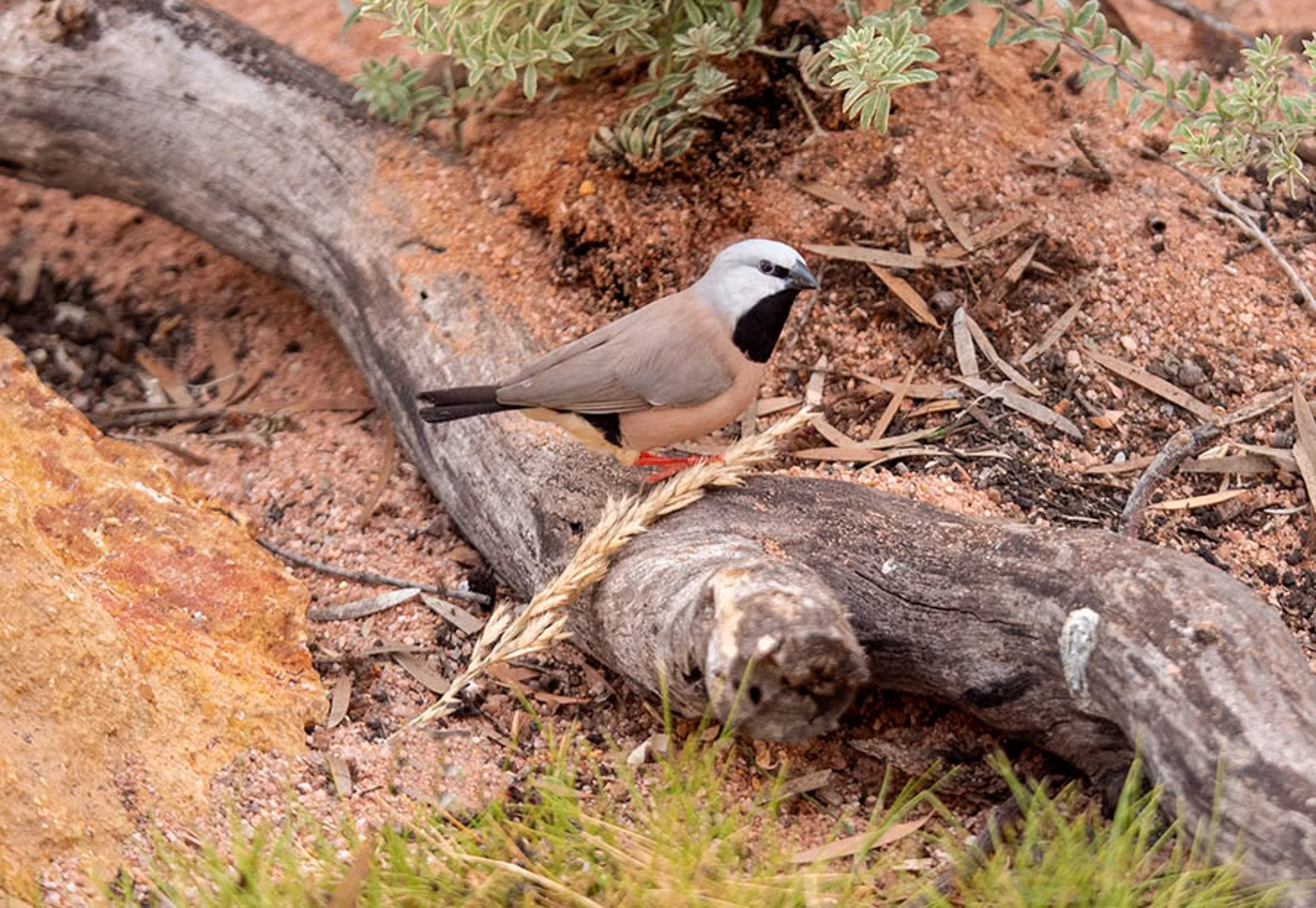 btfinch_male 44089.jpg