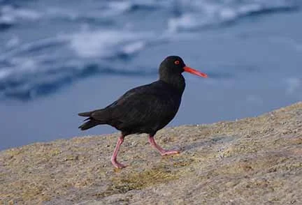 Sooty Oyster Catcher 4.JPG