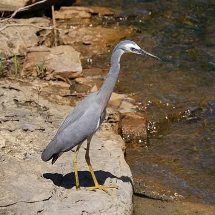White Faced heron 3.JPG