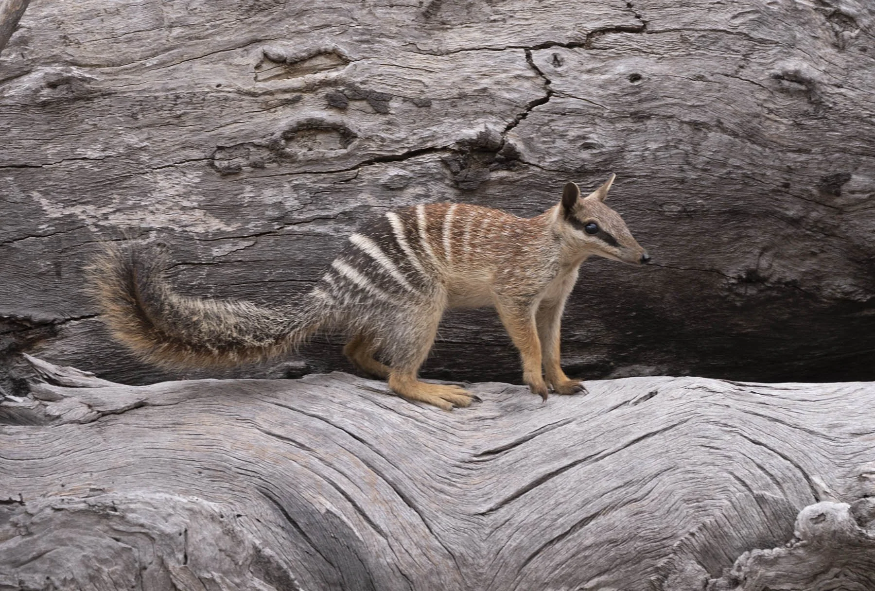 Numbat 55635.jpg