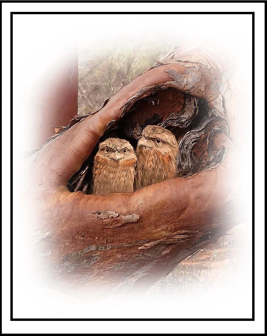 Tawny Frogmouth  11977 framed.jpg