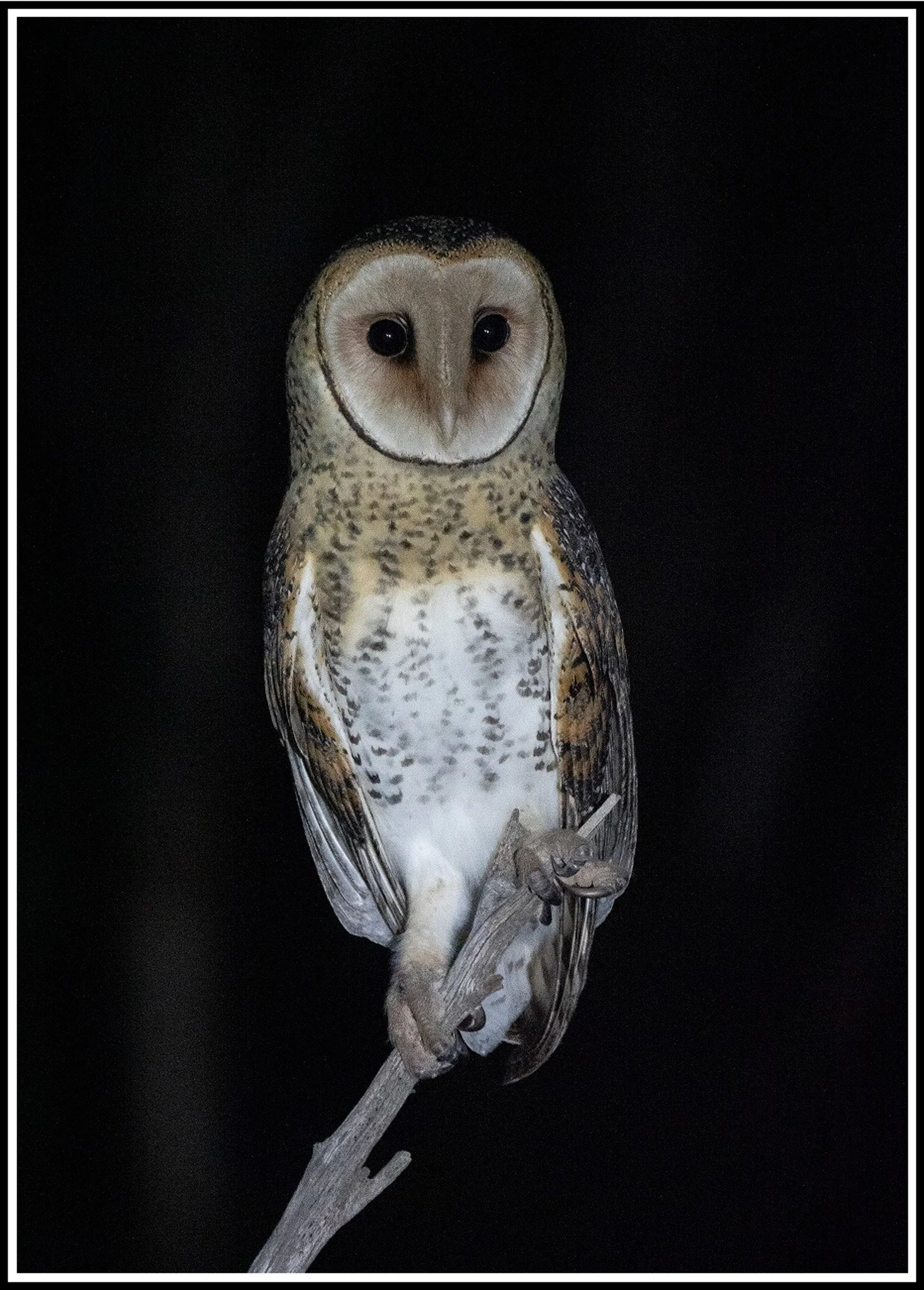 Masked Owl 7007.jpg