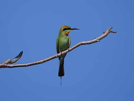 Rainbow bee Eater 1.JPG