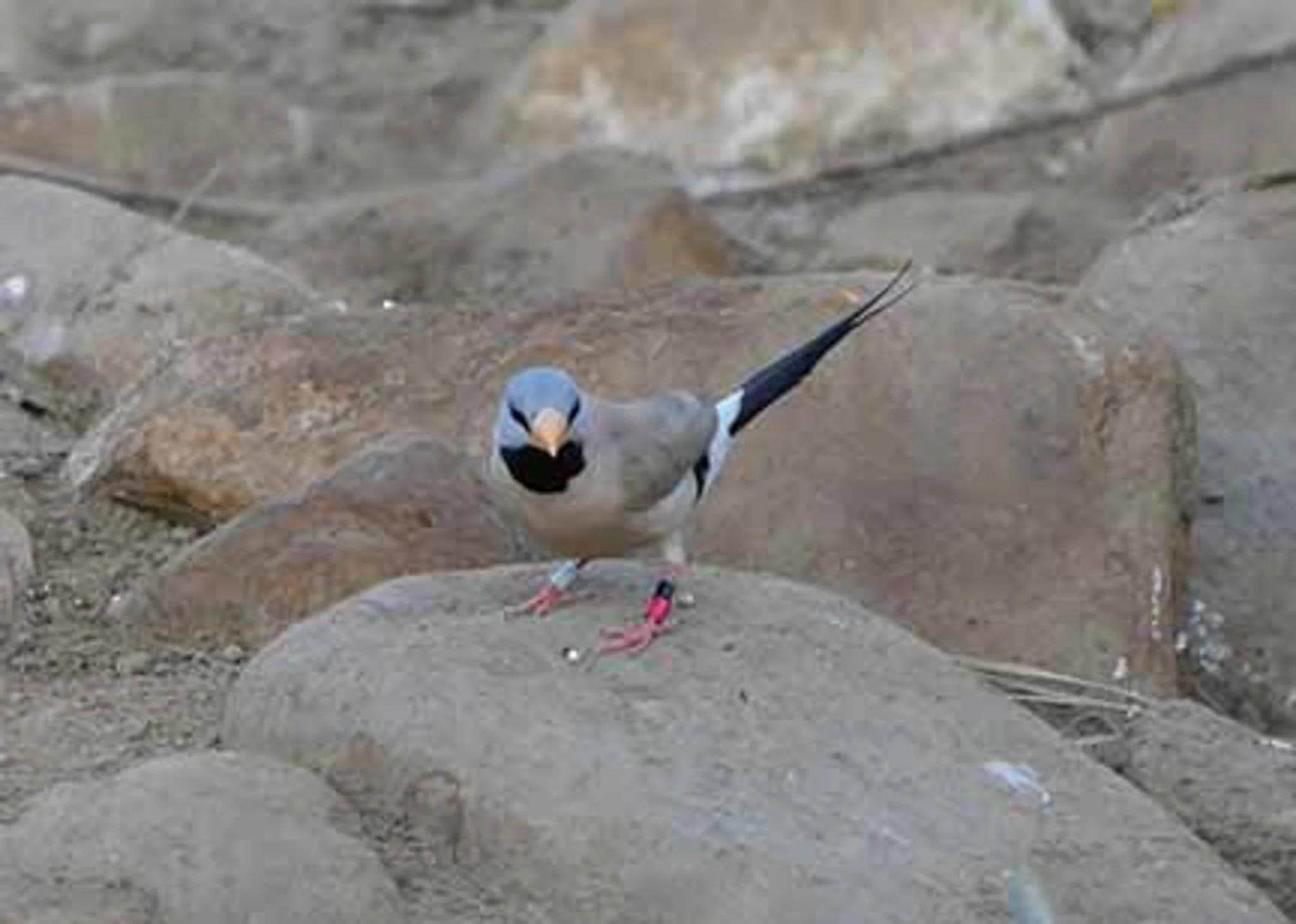 Long Tailed Finch 1.jpg
