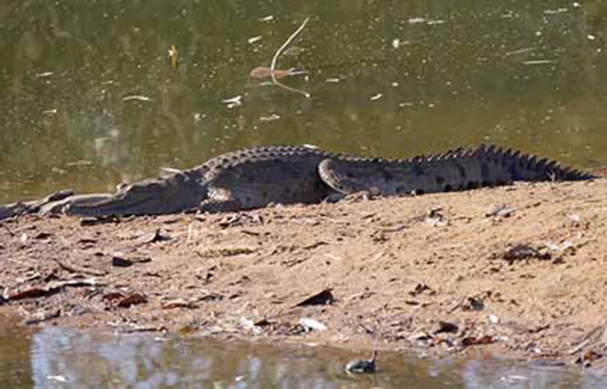Fresh water Crocodile 2.jpg