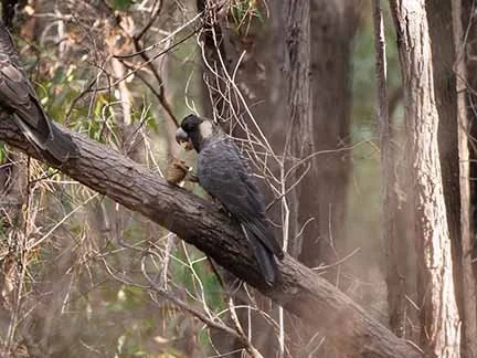 WTBlack Cockatoo 62.JPG