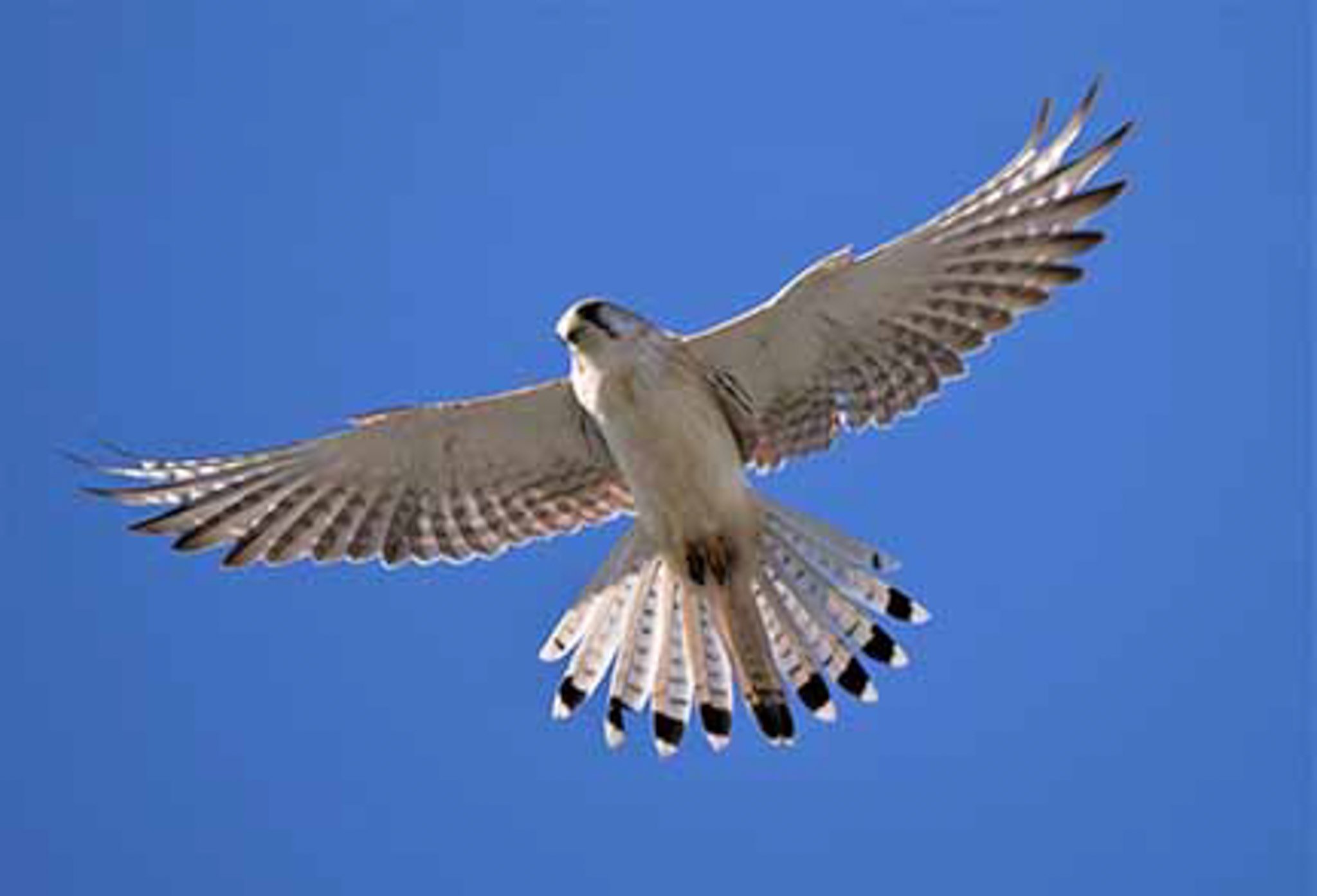 Nankeen Kestrel 1.jpg